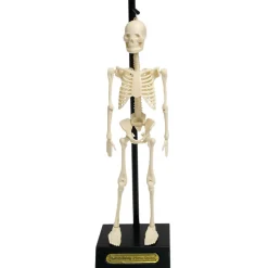 Graham & Green Toys & Dolls<Anatomical Skeleton Model