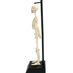 Graham & Green Toys & Dolls<Anatomical Skeleton Model