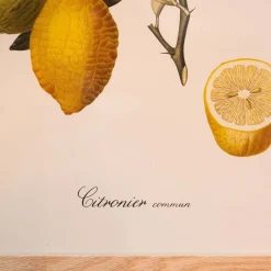 Graham & Green Prints & Wall Art<Common Lemon Branch Print with Oak Frame