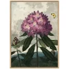 Graham & Green Prints & Wall Art<Enchanted Rhodonia Print with Oak Frame