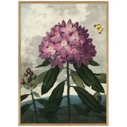 Graham & Green Prints & Wall Art<Enchanted Rhodonia Print with Oak Frame