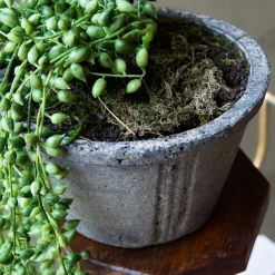 Graham & Green Faux Flowers<Faux String of Pearls in Pot