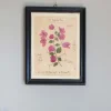 Graham & Green Prints & Wall Art<Framed Bougainvillea Pressed Flowers