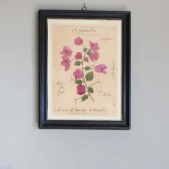 Graham & Green Prints & Wall Art<Framed Bougainvillea Pressed Flowers