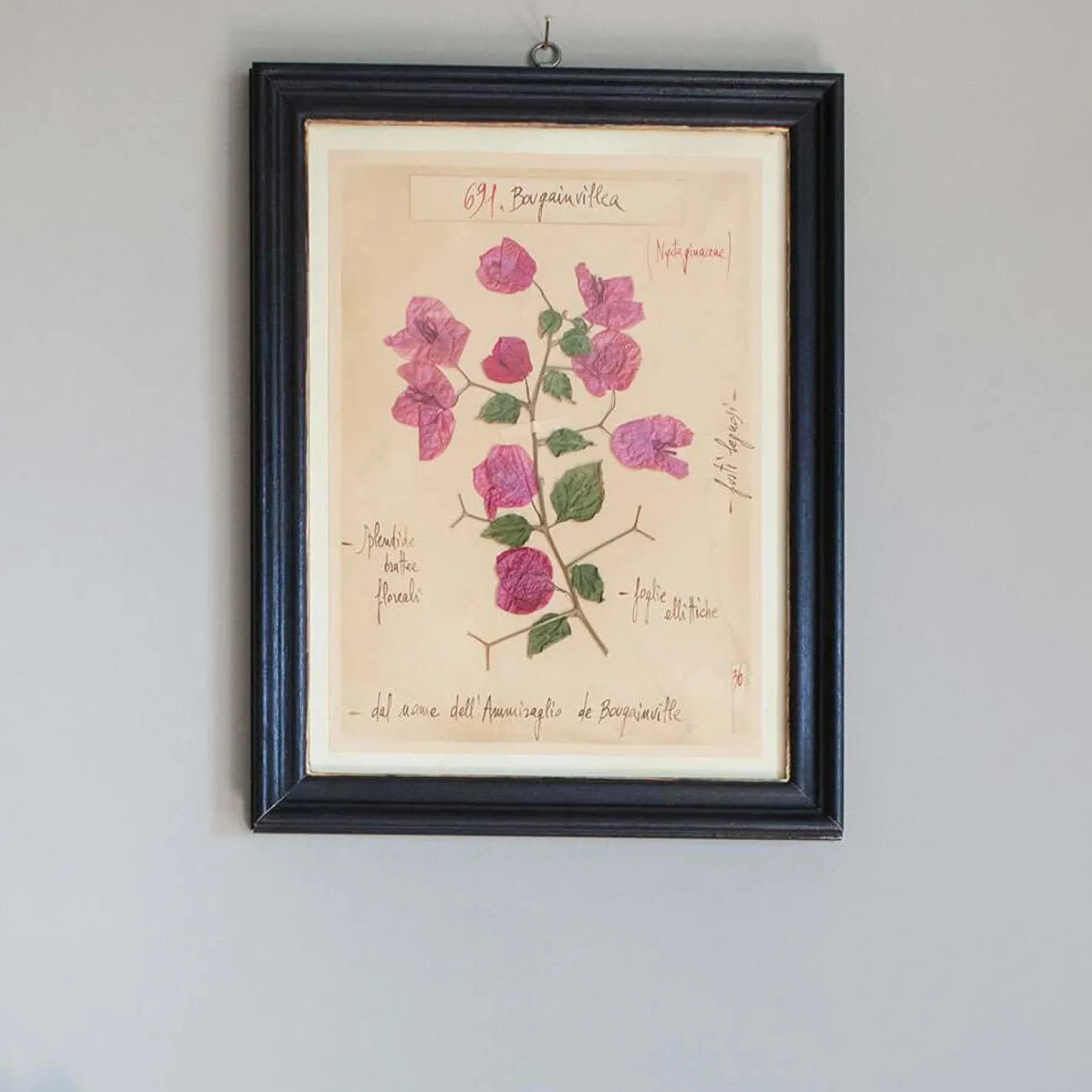 Graham & Green Prints & Wall Art<Framed Bougainvillea Pressed Flowers