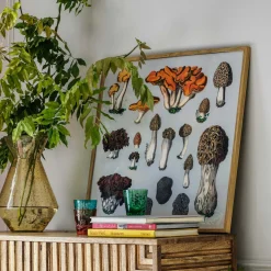 Graham & Green Prints & Wall Art<Framed Fungi XII Print