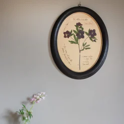 Graham & Green Prints & Wall Art<Framed Hellebore Pressed Flowers