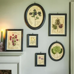 Graham & Green Prints & Wall Art<Framed Pelargonium Pressed Flowers