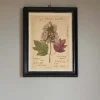 Graham & Green Prints & Wall Art<Framed Quercifolia Pressed Flowers