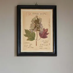 Graham & Green Prints & Wall Art<Framed Quercifolia Pressed Flowers