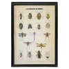 Graham & Green Prints & Wall Art<Framed Vintage Insects Print