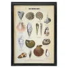 Graham & Green Prints & Wall Art<Framed Vintage Shells Print