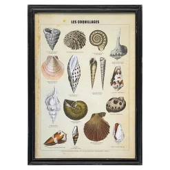 Graham & Green Prints & Wall Art<Framed Vintage Shells Print