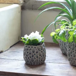 Graham & Green Vases & Plant Pots<Grey Shell Plant Pots
