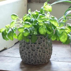 Graham & Green Vases & Plant Pots<Grey Shell Plant Pots