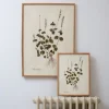 Graham & Green Prints & Wall Art<Medium Framed Salvia Bullata Herb Print