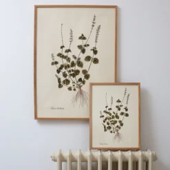 Graham & Green Prints & Wall Art<Medium Framed Salvia Bullata Herb Print