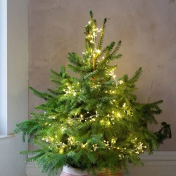 Graham & Green String Lights<Pearl Cluster String Lights