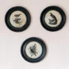 Graham & Green Prints & Wall Art<Round Framed Bird Prints