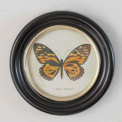 Graham & Green Prints & Wall Art<Set of Four Butterfly Prints