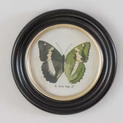 Graham & Green Prints & Wall Art<Set of Four Butterfly Prints