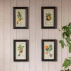 Graham & Green Prints & Wall Art<Set of Four Framed Vintage Fruit Prints