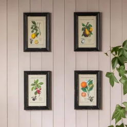 Graham & Green Prints & Wall Art<Set of Four Framed Vintage Fruit Prints