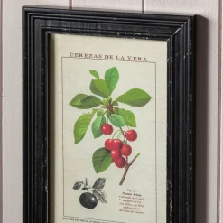 Graham & Green Prints & Wall Art<Set of Four Framed Vintage Fruit Prints