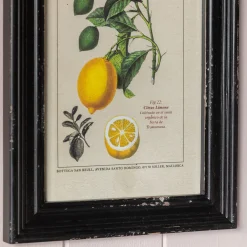 Graham & Green Prints & Wall Art<Set of Four Framed Vintage Fruit Prints