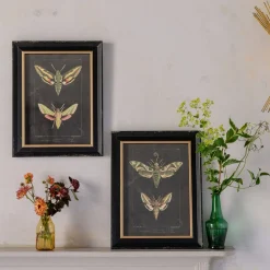 Graham & Green Prints & Wall Art<Set of Two Moth Prints