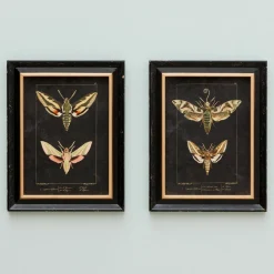 Graham & Green Prints & Wall Art<Set of Two Moth Prints