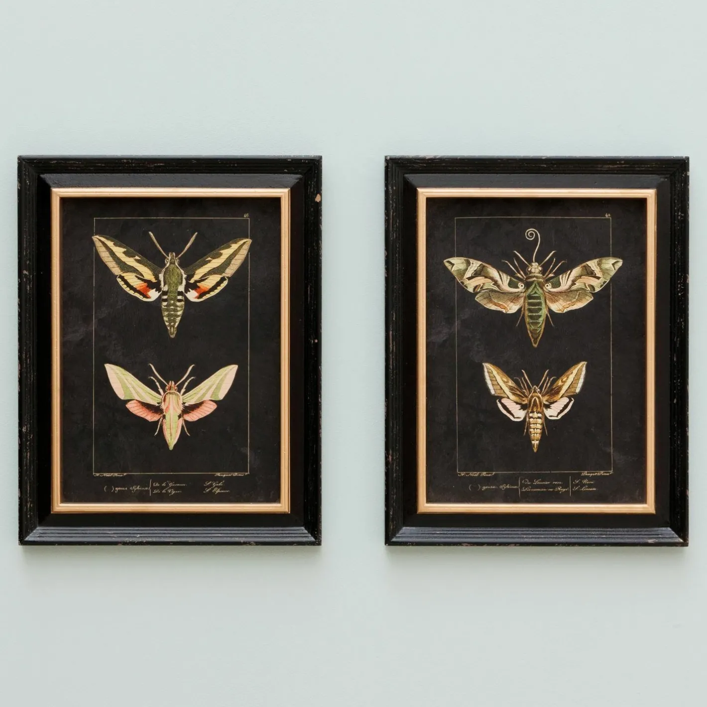 Graham & Green Prints & Wall Art<Set of Two Moth Prints
