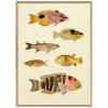 Graham & Green Prints & Wall Art<Six Fishes Print with Oak Frames