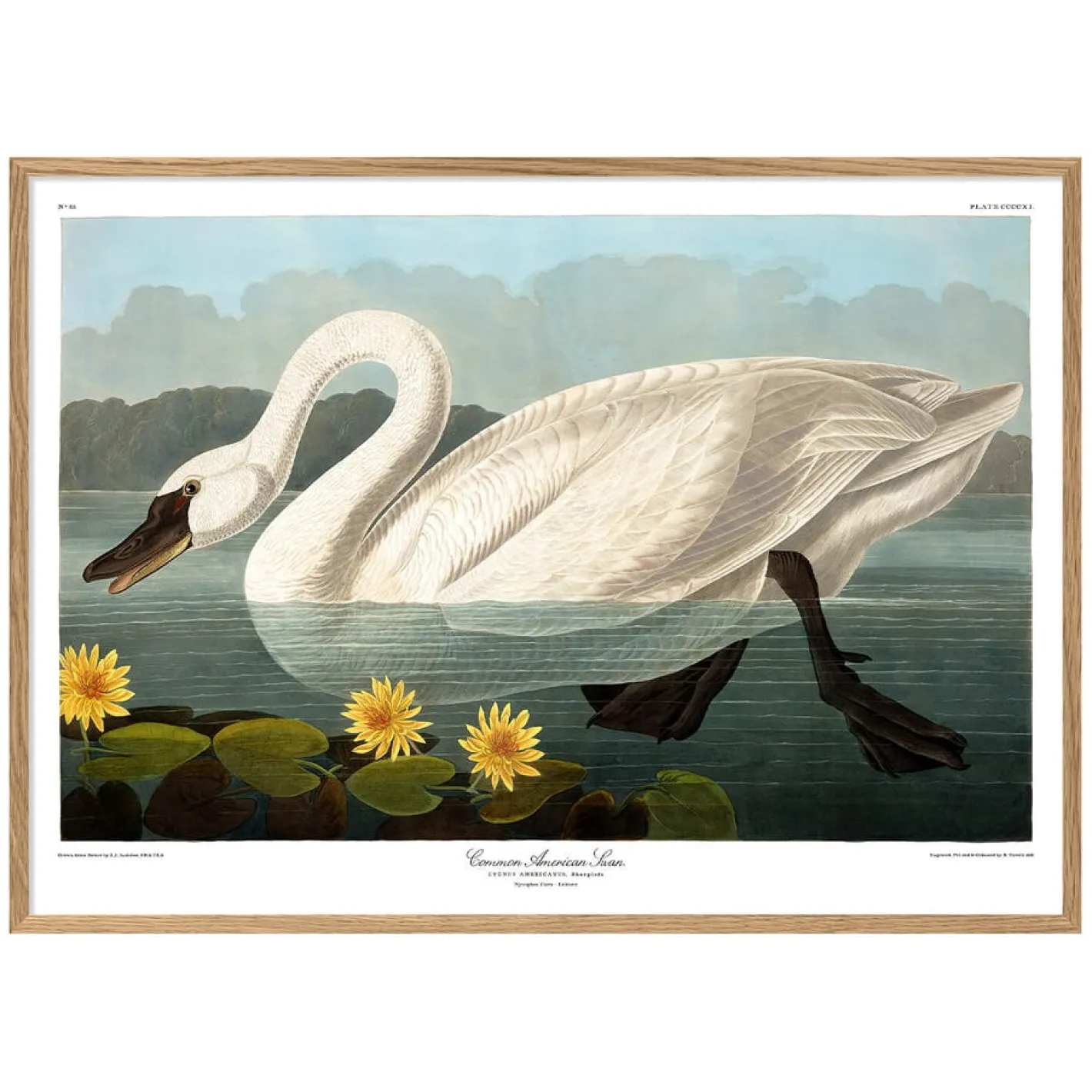 Graham & Green Prints & Wall Art<Swan Print with Oak Frame