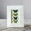 Graham & Green Photo Frames<Tapered White Bone Frame