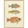 Graham & Green Prints & Wall Art<Three Fishes Print with Oak Frame