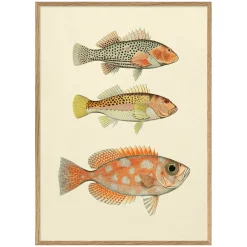 Graham & Green Prints & Wall Art<Three Fishes Print with Oak Frame
