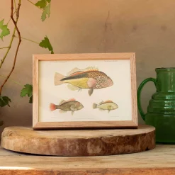 Graham & Green Prints & Wall Art<Three Hawkfish Print with Oak Frame