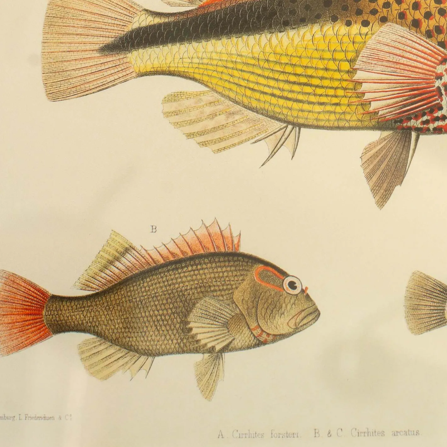 Graham & Green Prints & Wall Art<Three Hawkfish Print with Oak Frame