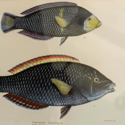 Graham & Green Prints & Wall Art<Two Spotted Wrasse Print with Oak Frame