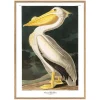 Graham & Green Prints & Wall Art<White Pelican Print with Oak Frame